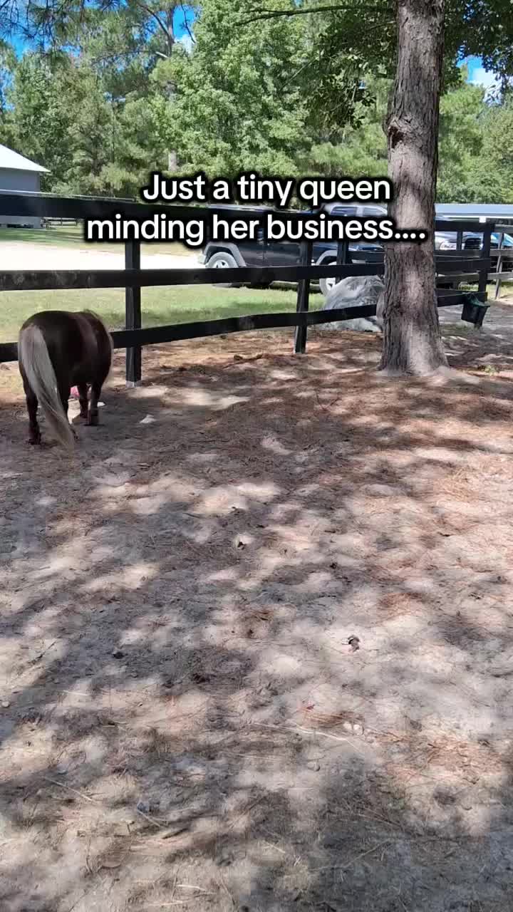 @Lacy & Shooter the OTTB