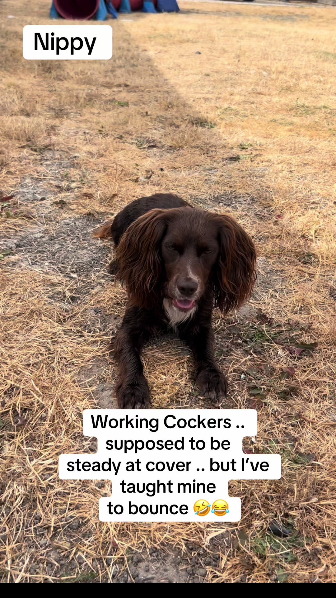 @Pipstar 🐕&zwj;🦺