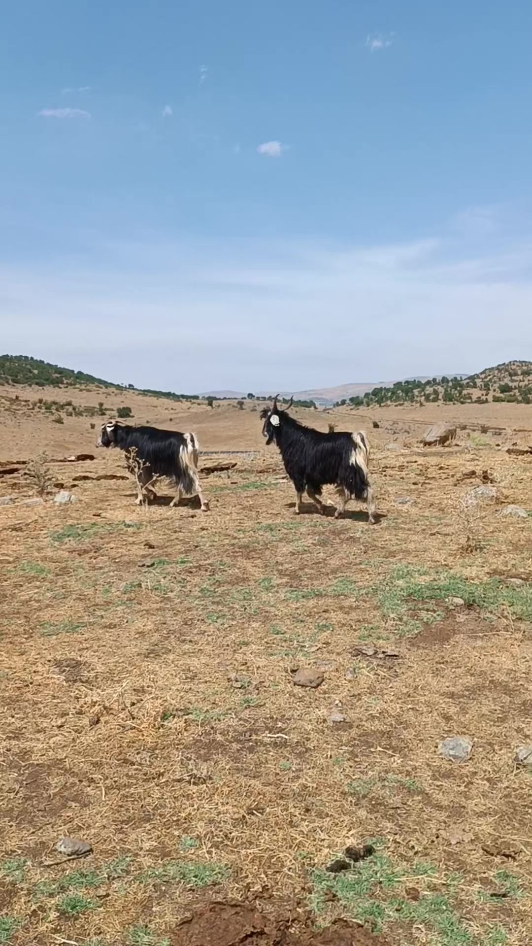 @koçer.12