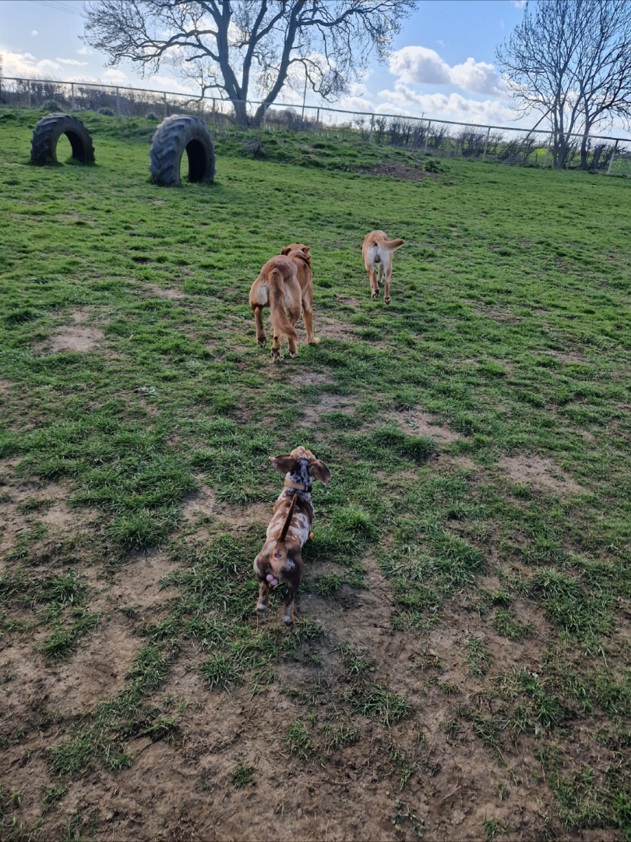 @Choritzo chipolata🐾