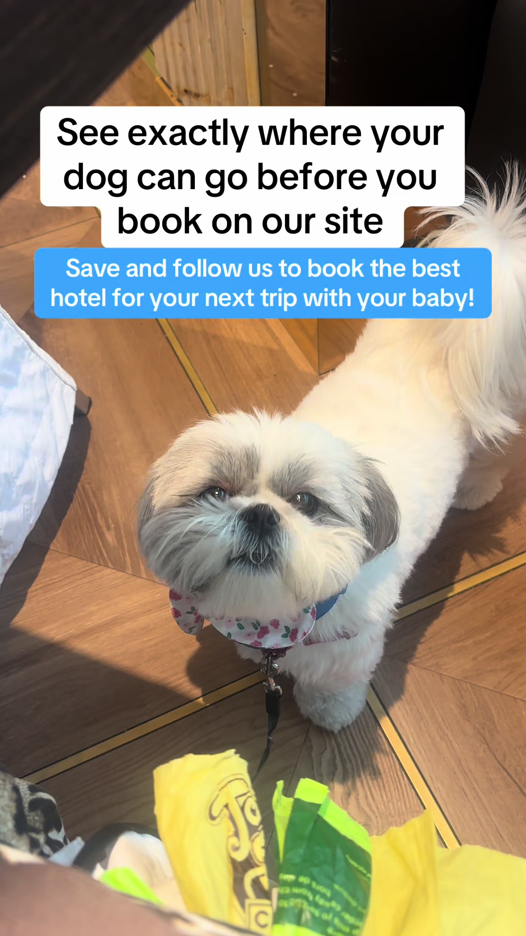 @Daisy | The Dog Travel App