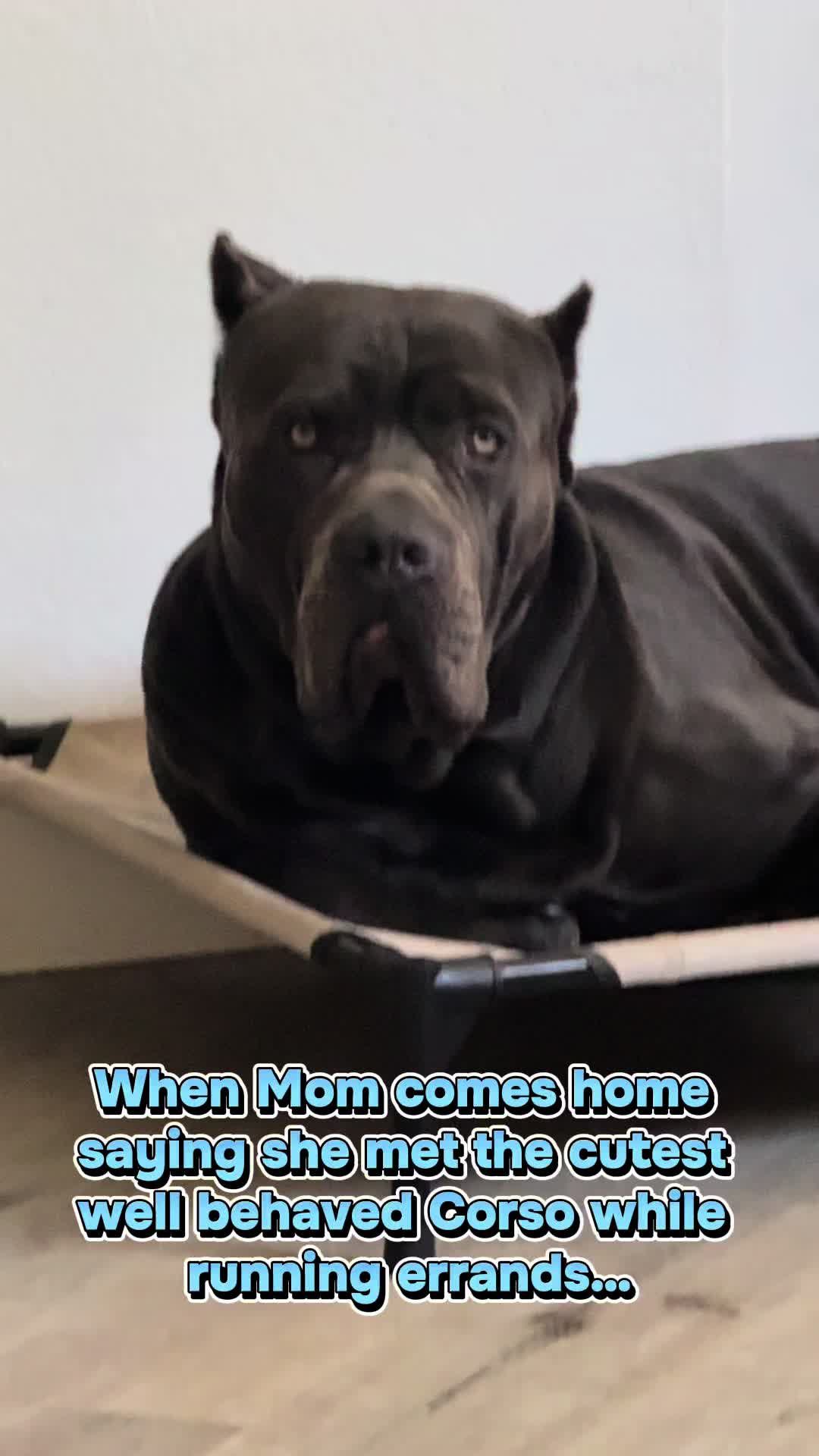 @Alistair the Cane Corso