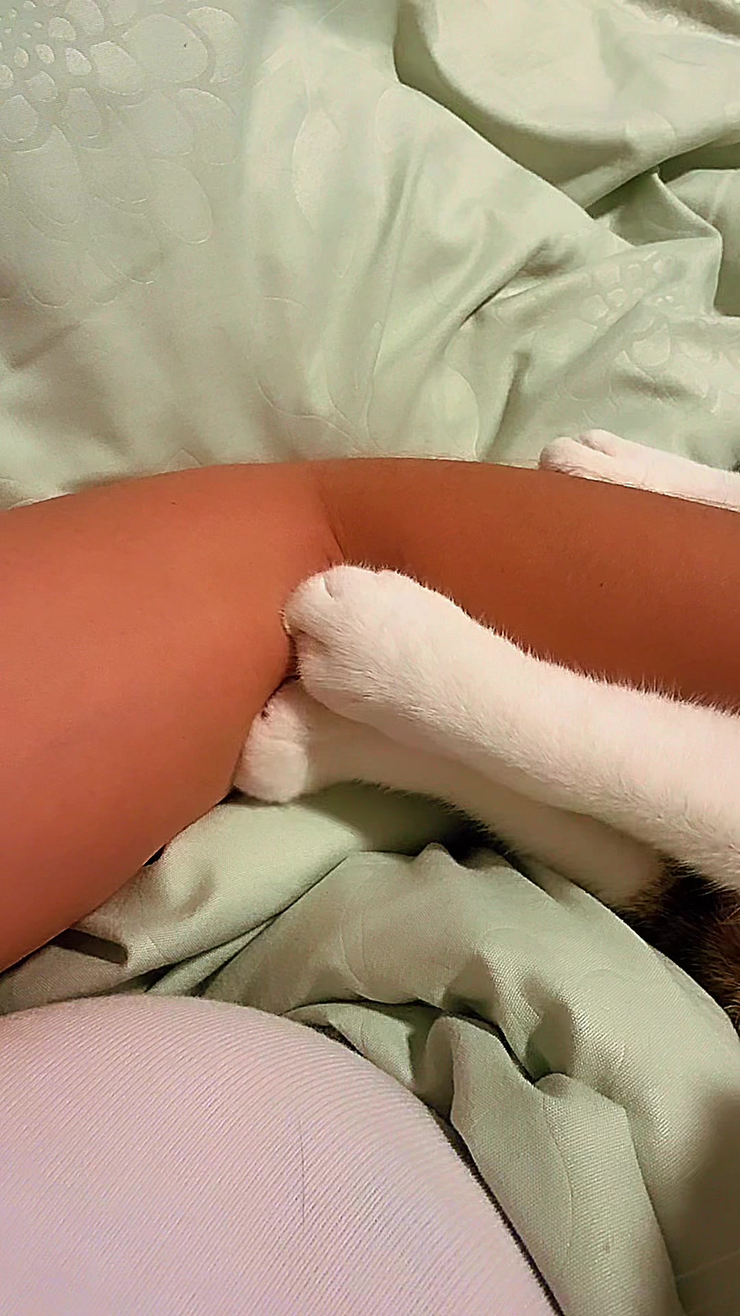 @ᥫ᭡ 𝔅𝔲𝔅𝔲 ᥫ᭡