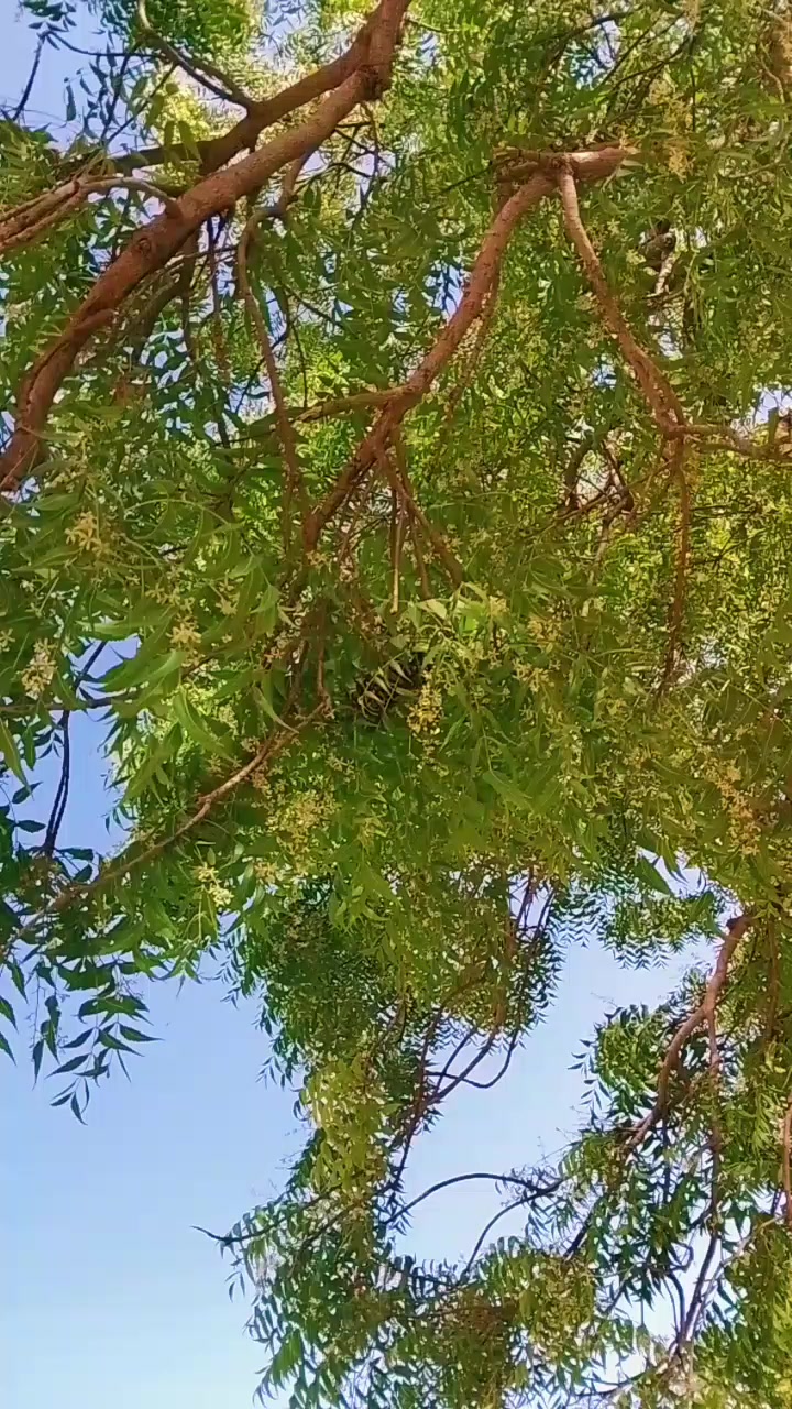 @فوزیا۔  ۔۔۔۔۔۔سومرو۔۔