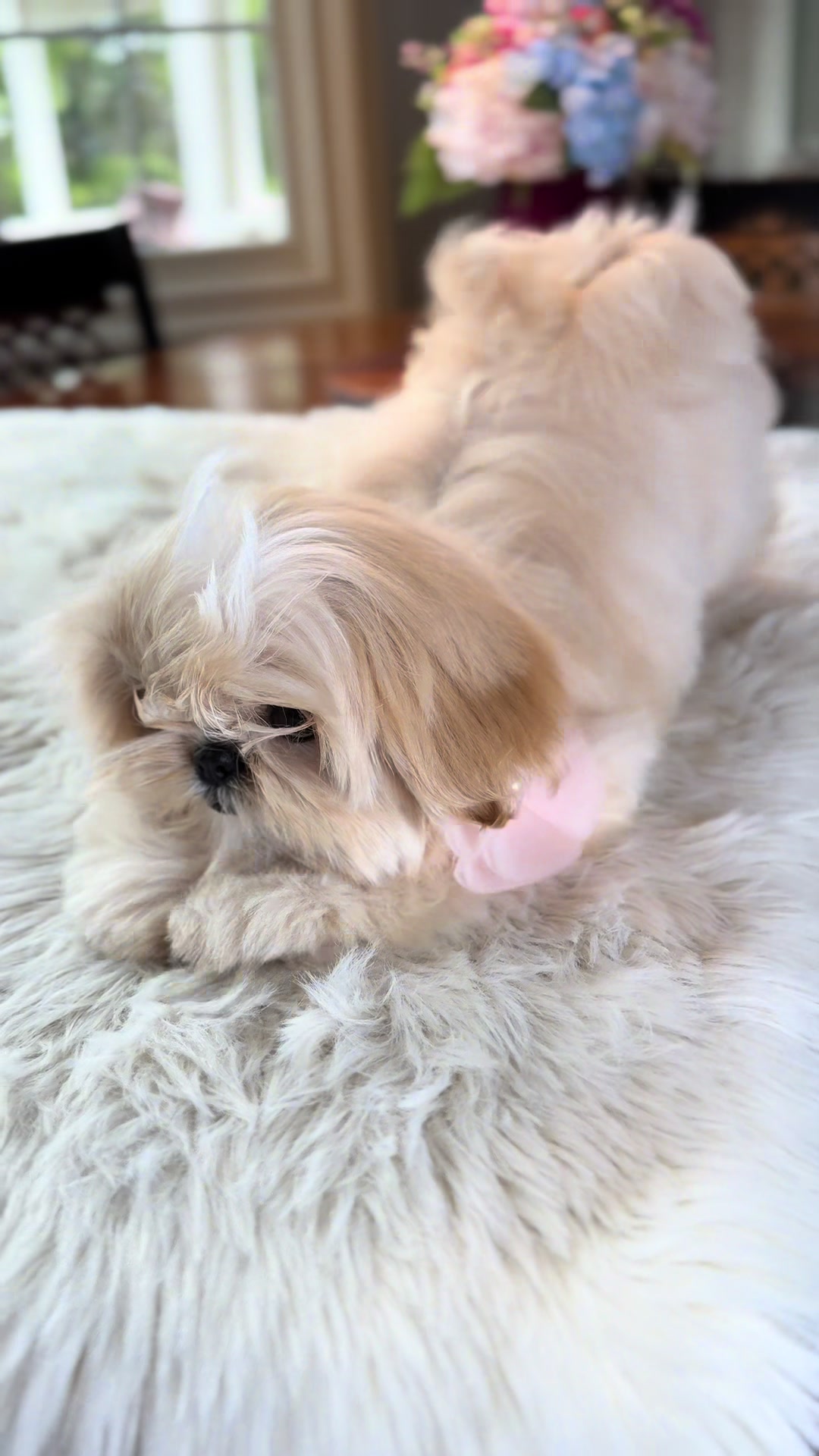 @Shih Tzu Puppies in Maryland