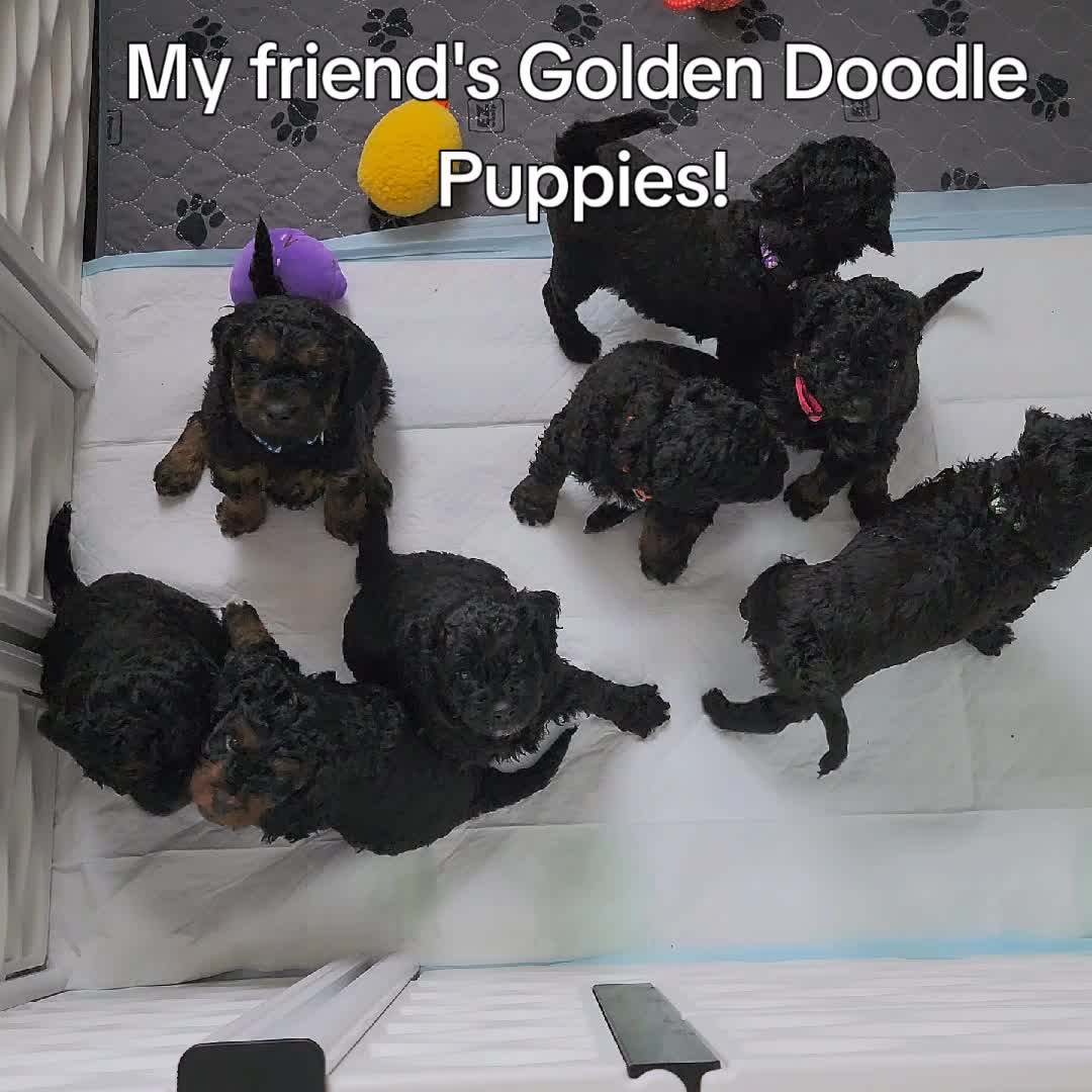 @crazymomfiske