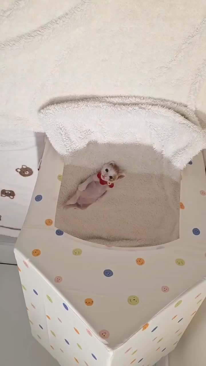 @catnipcrazee