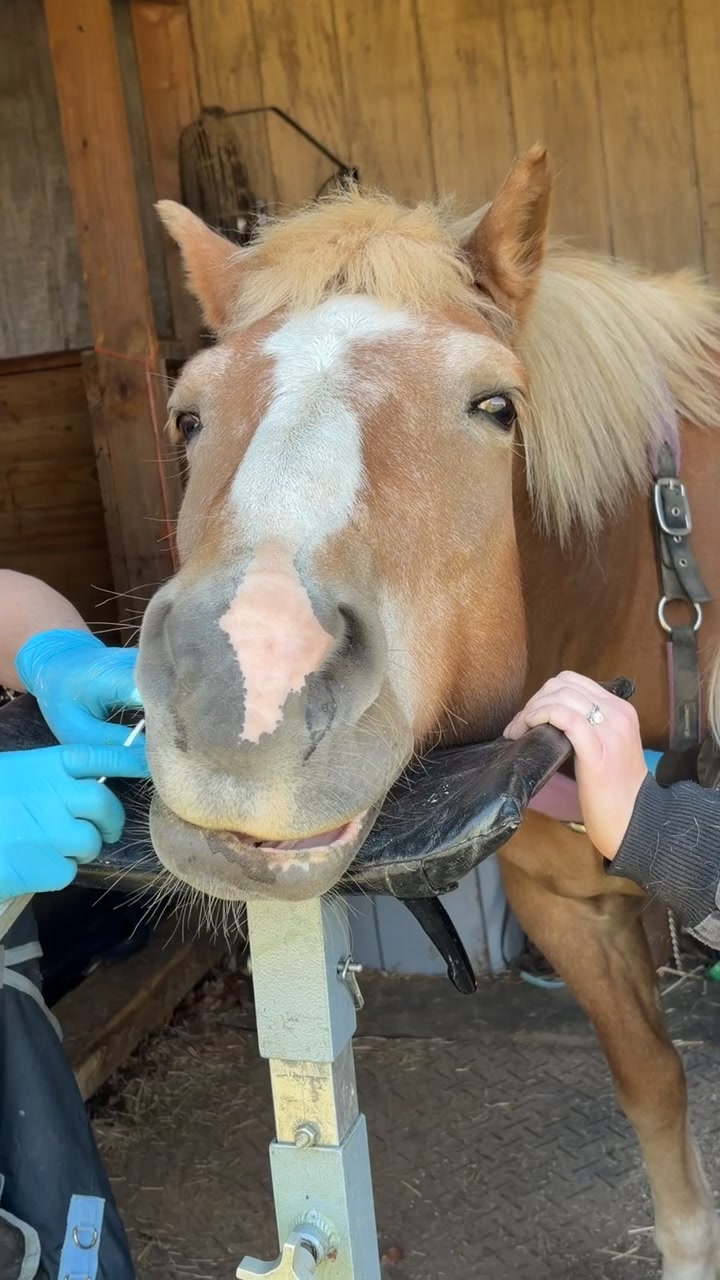 @Lorraine 🐴🩺