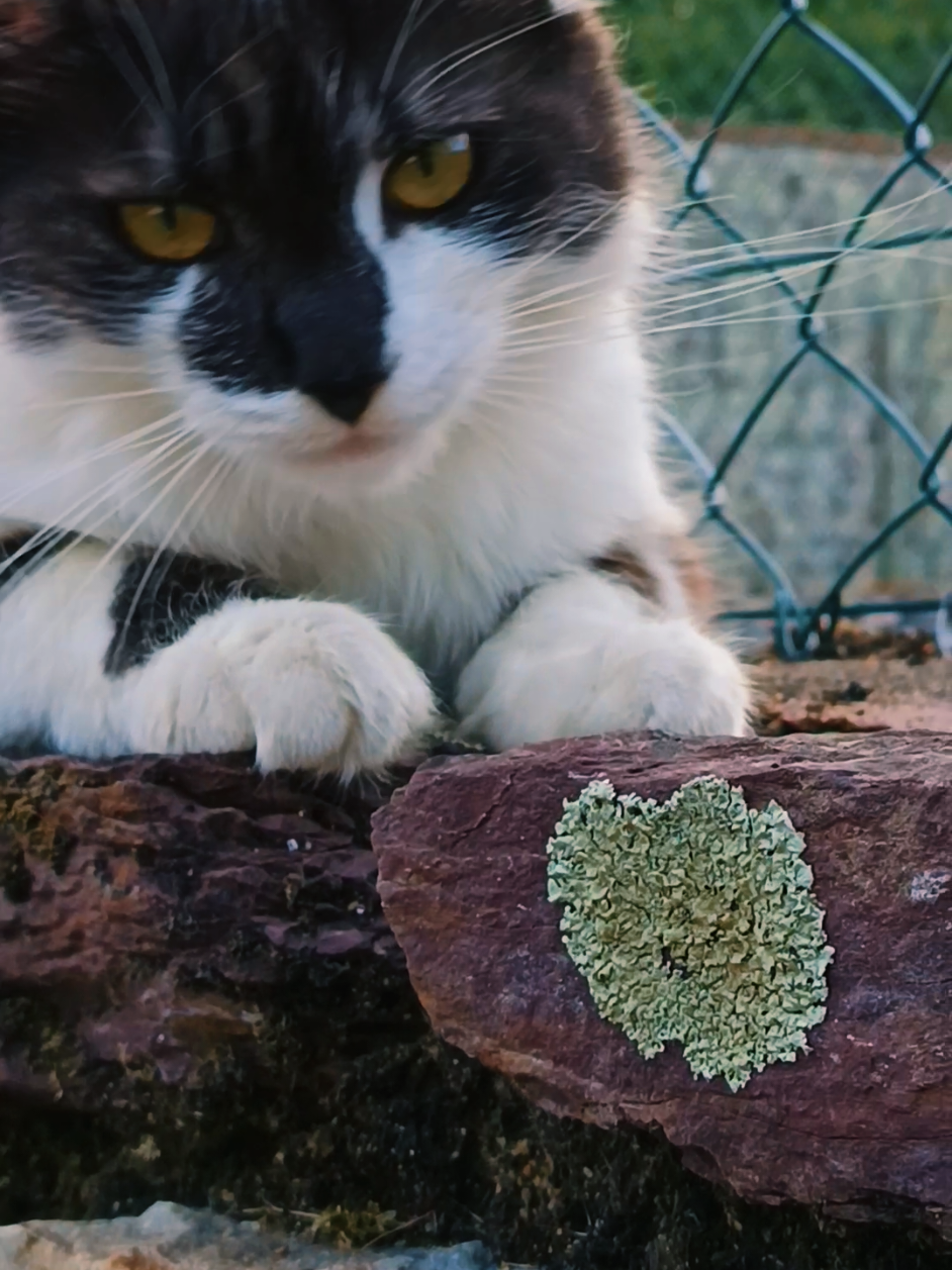 @Transcend'Horse 🐴 Luna'Cat 🐱