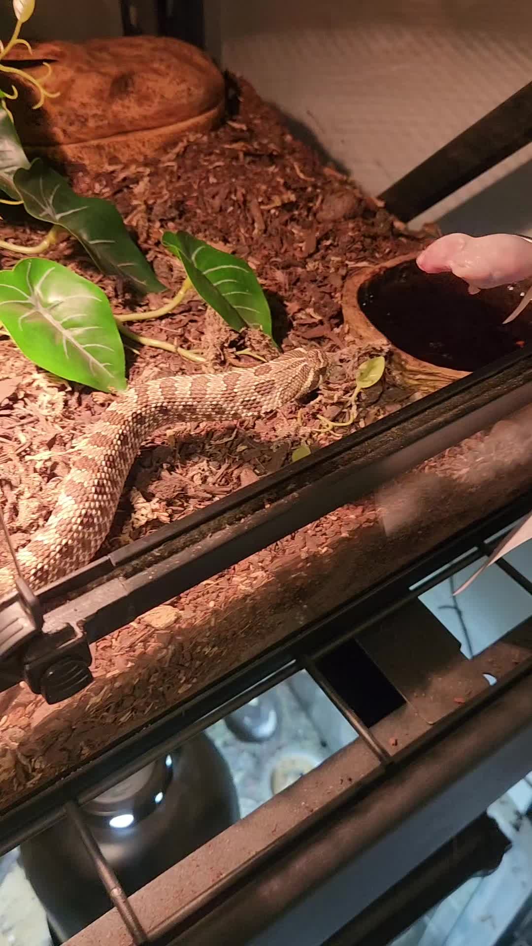 @Ballard&rsquo;s Reptiles