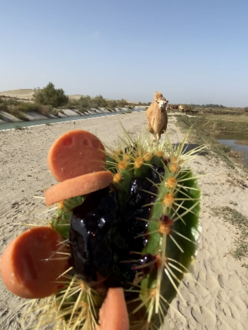 @Gislason Camel