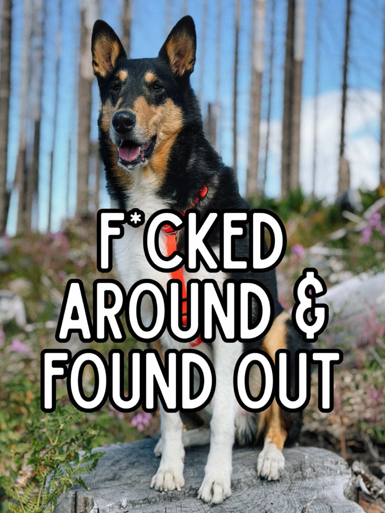 @lauren | dog behavior pro