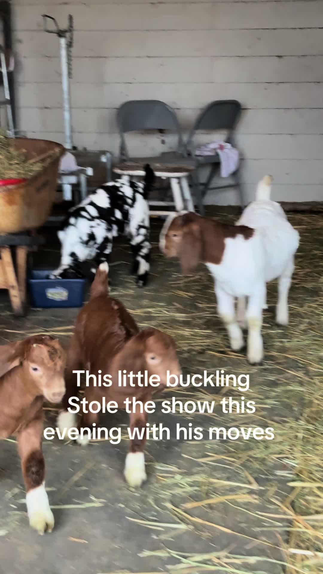 @Riverraisedboergoats