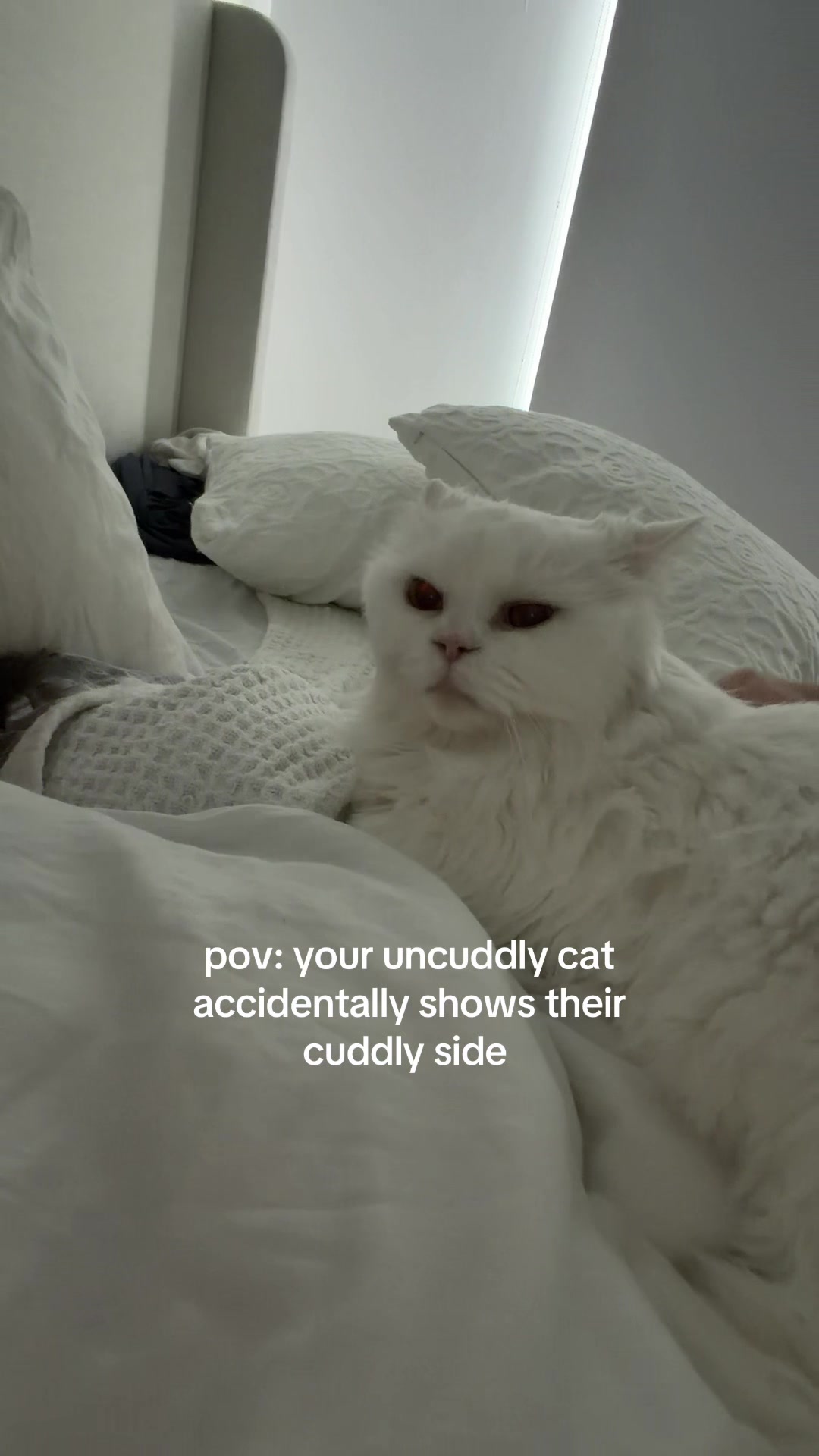 @Cleo the City Kitty