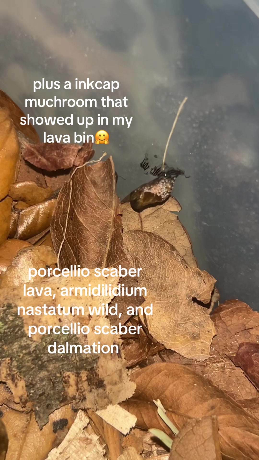 @💚