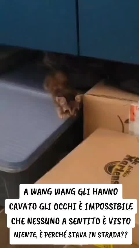 @ELETTRA L'ANIMALISTA