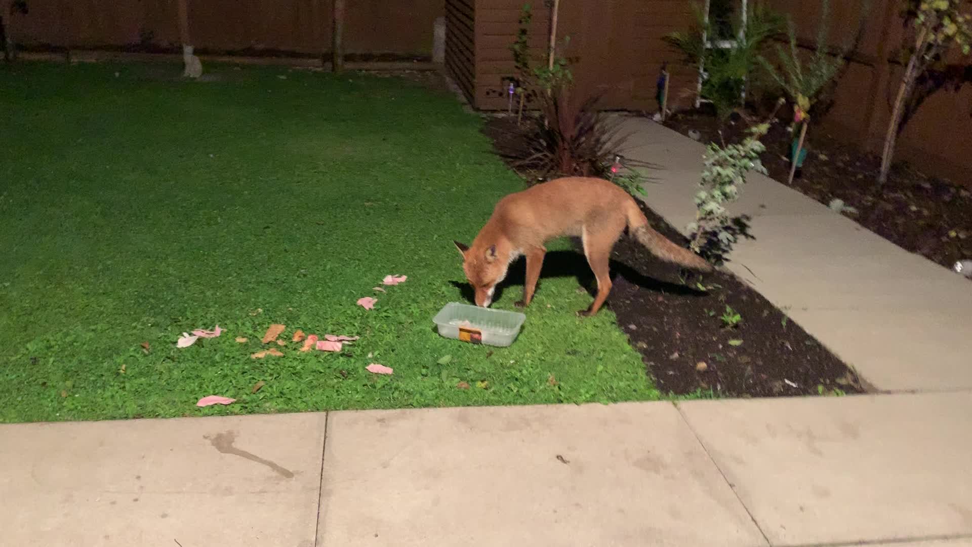 @SeanRescuesAnimals