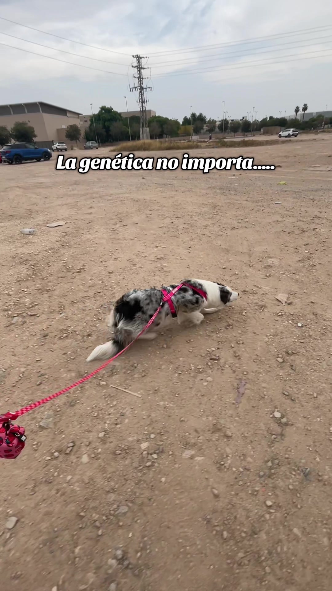 @Ares y Aura