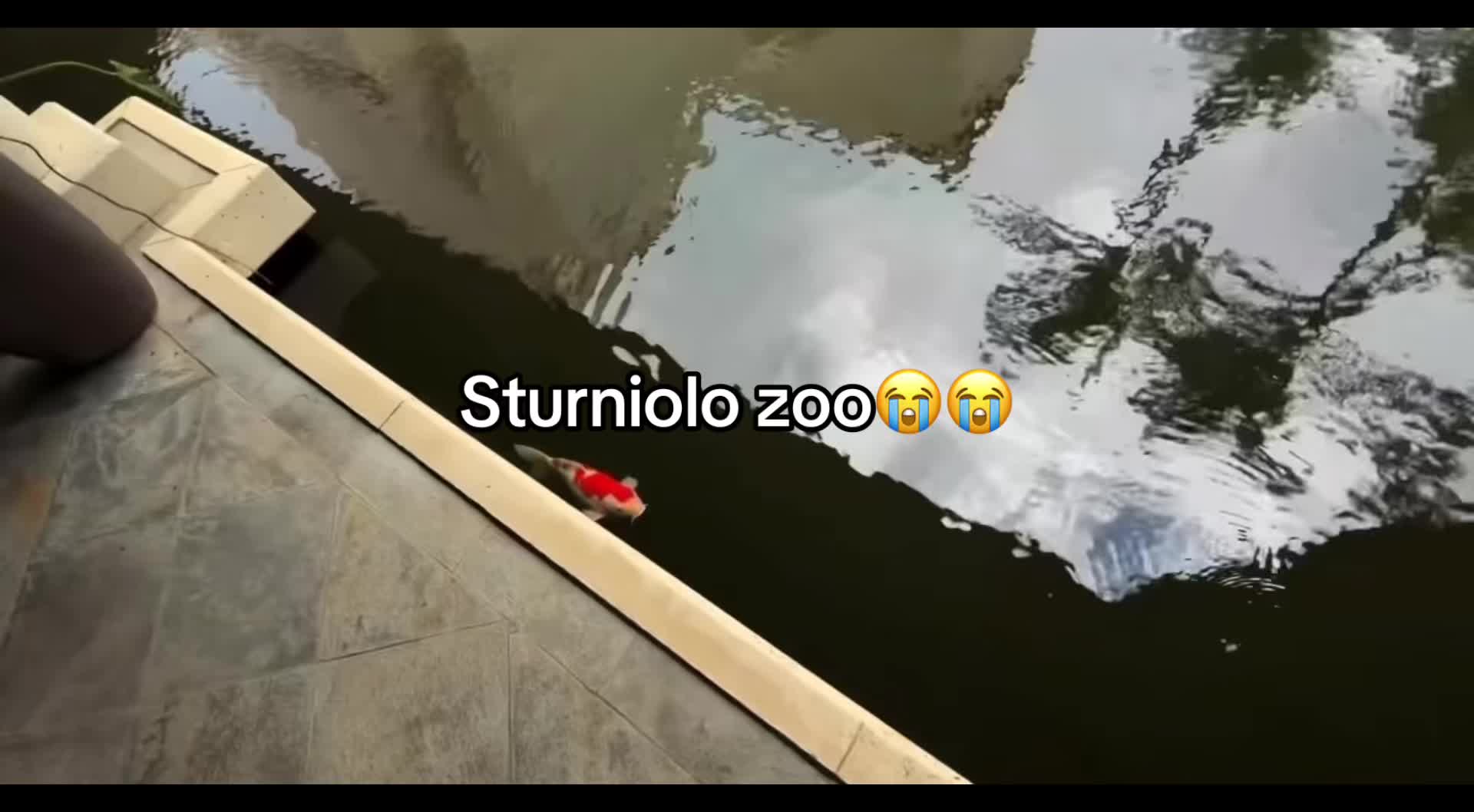 @tripletz.sturniolo ★$シ