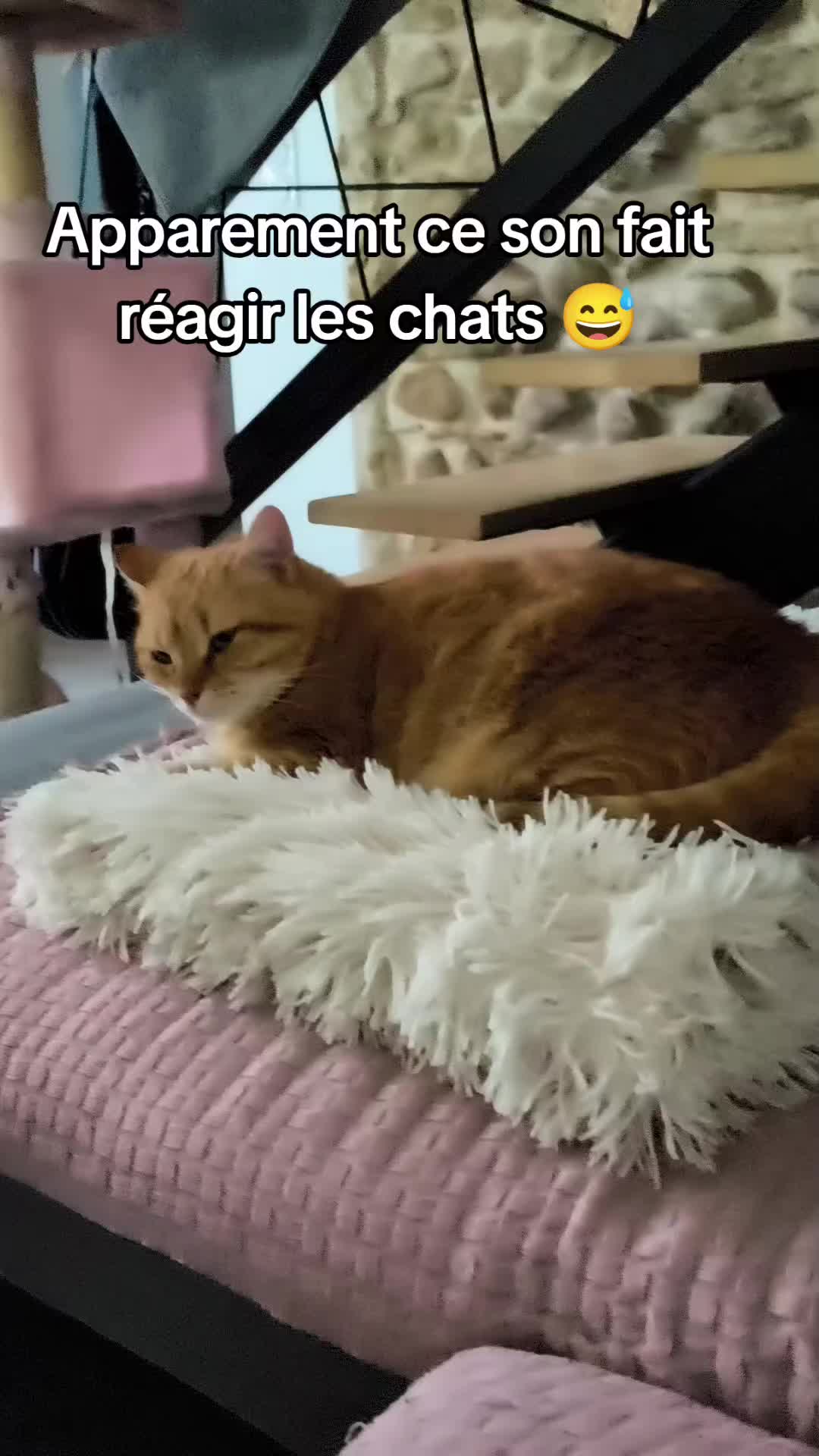 @Chiwou38