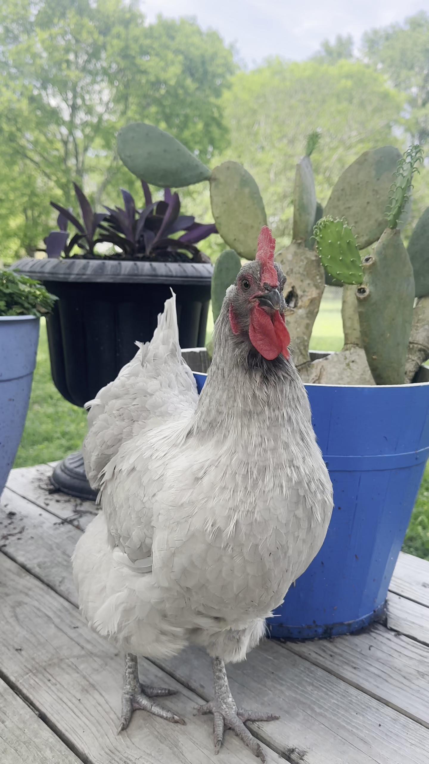 @Scratch and Peck Feeds