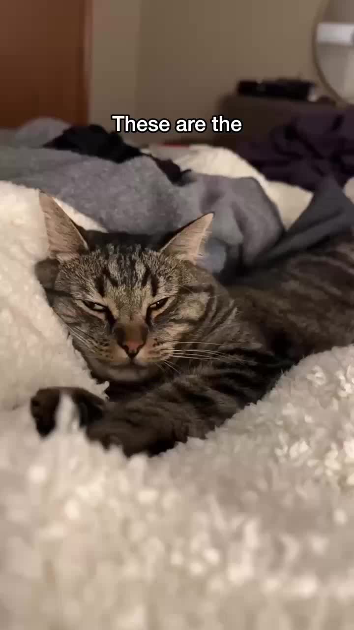 @Chip The Manx