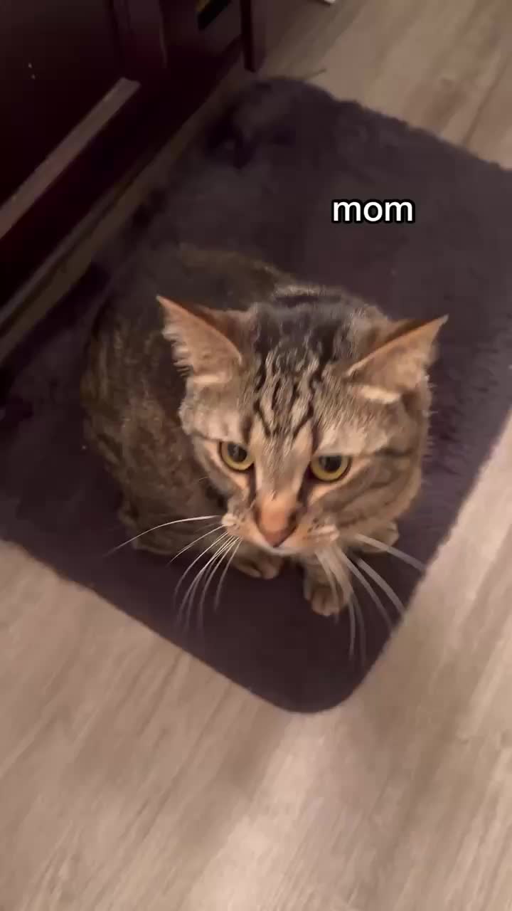 @Chip The Manx