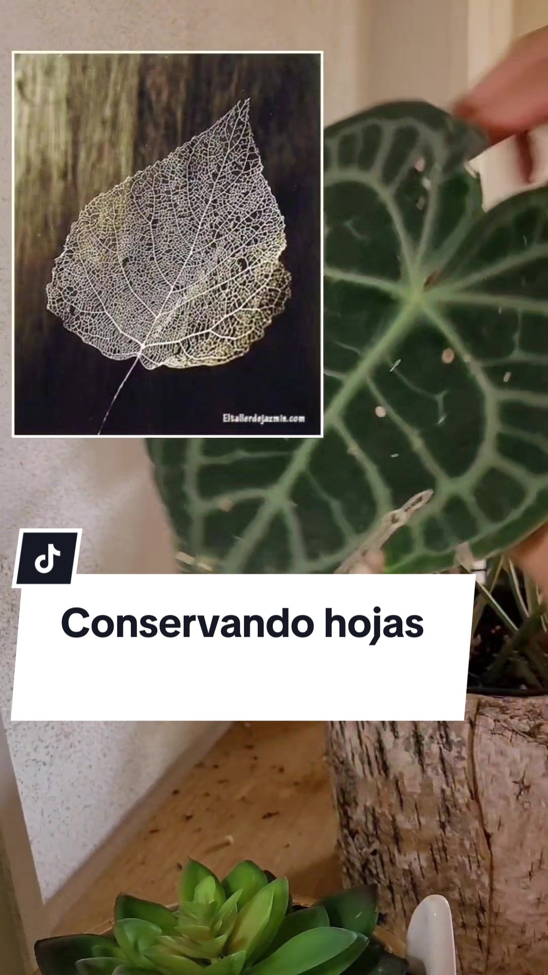 @Plantolog&iacute;a🌿