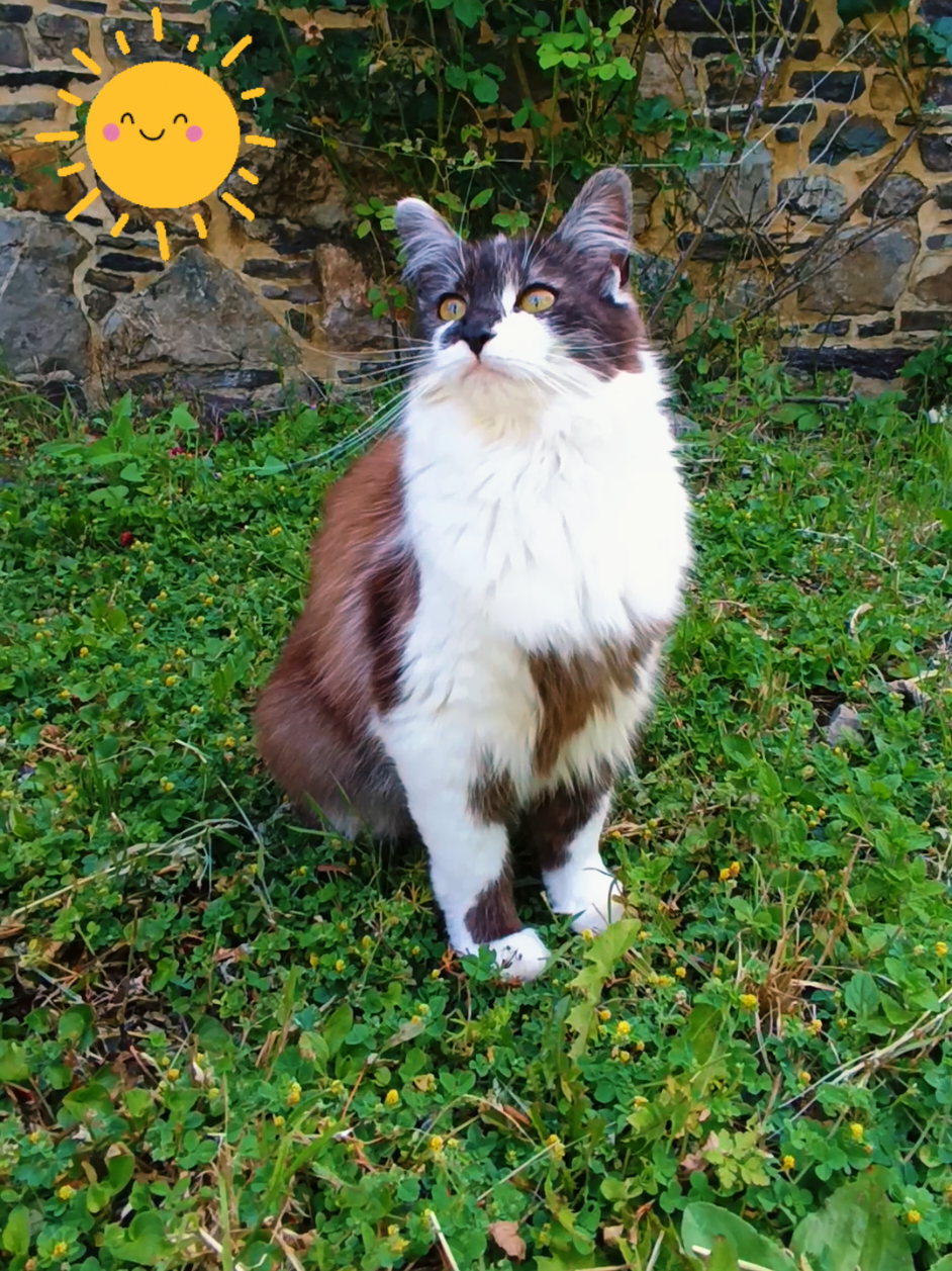 @Transcend'Horse 🐴 Luna'Cat 🐱