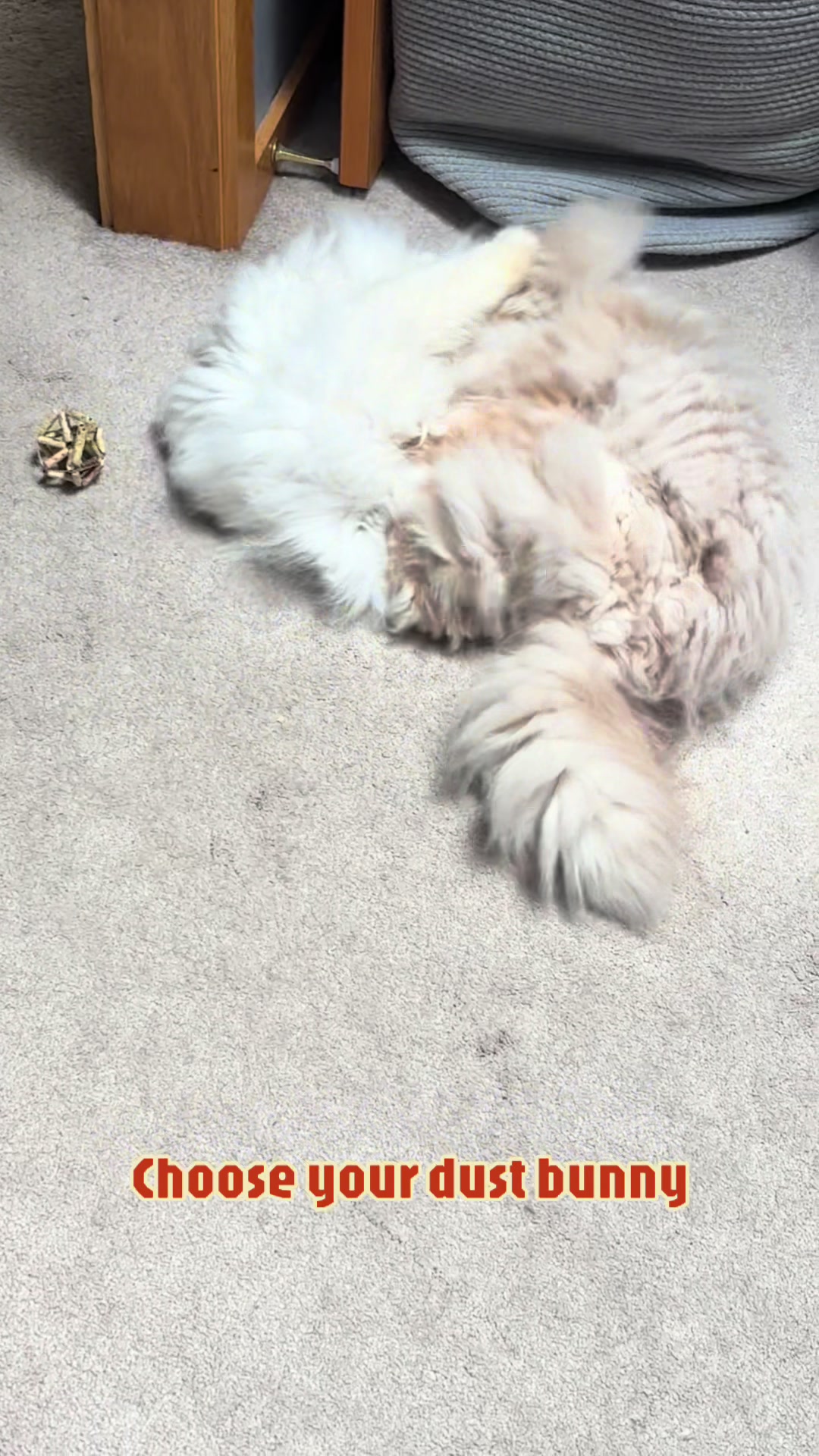 @cheddarandgidget