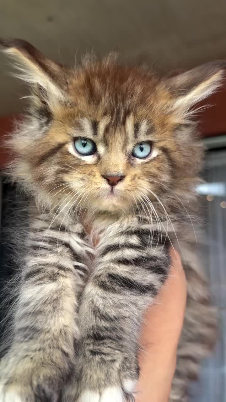 @Royal Mainecoon🇫🇷