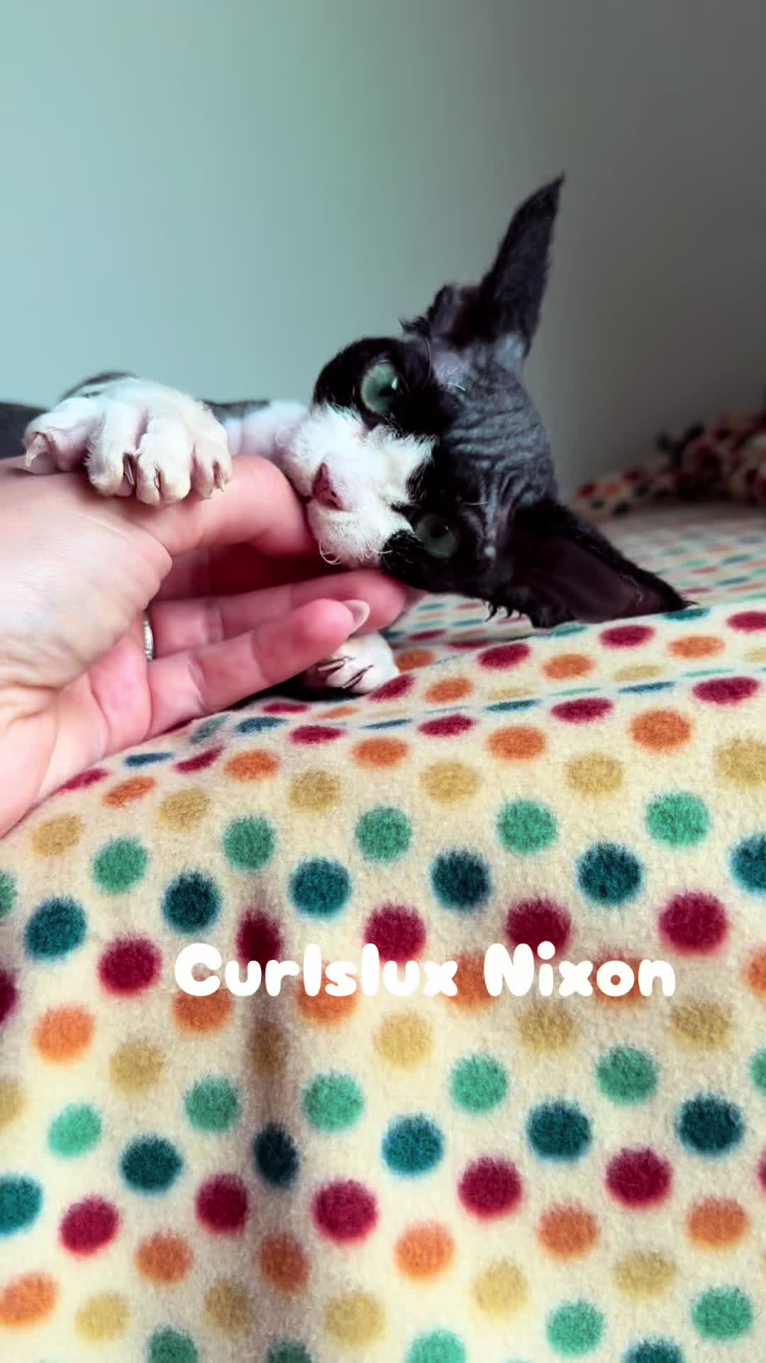 @Curlslux cattery!!🇺🇸