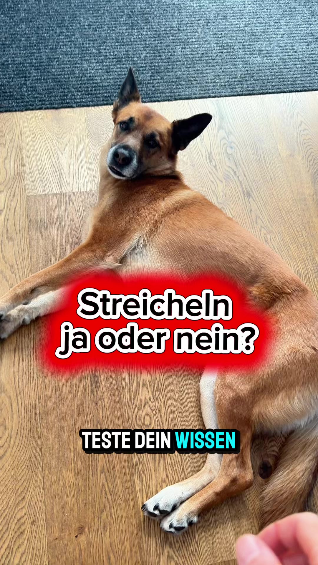 @INSAbenteuerHund