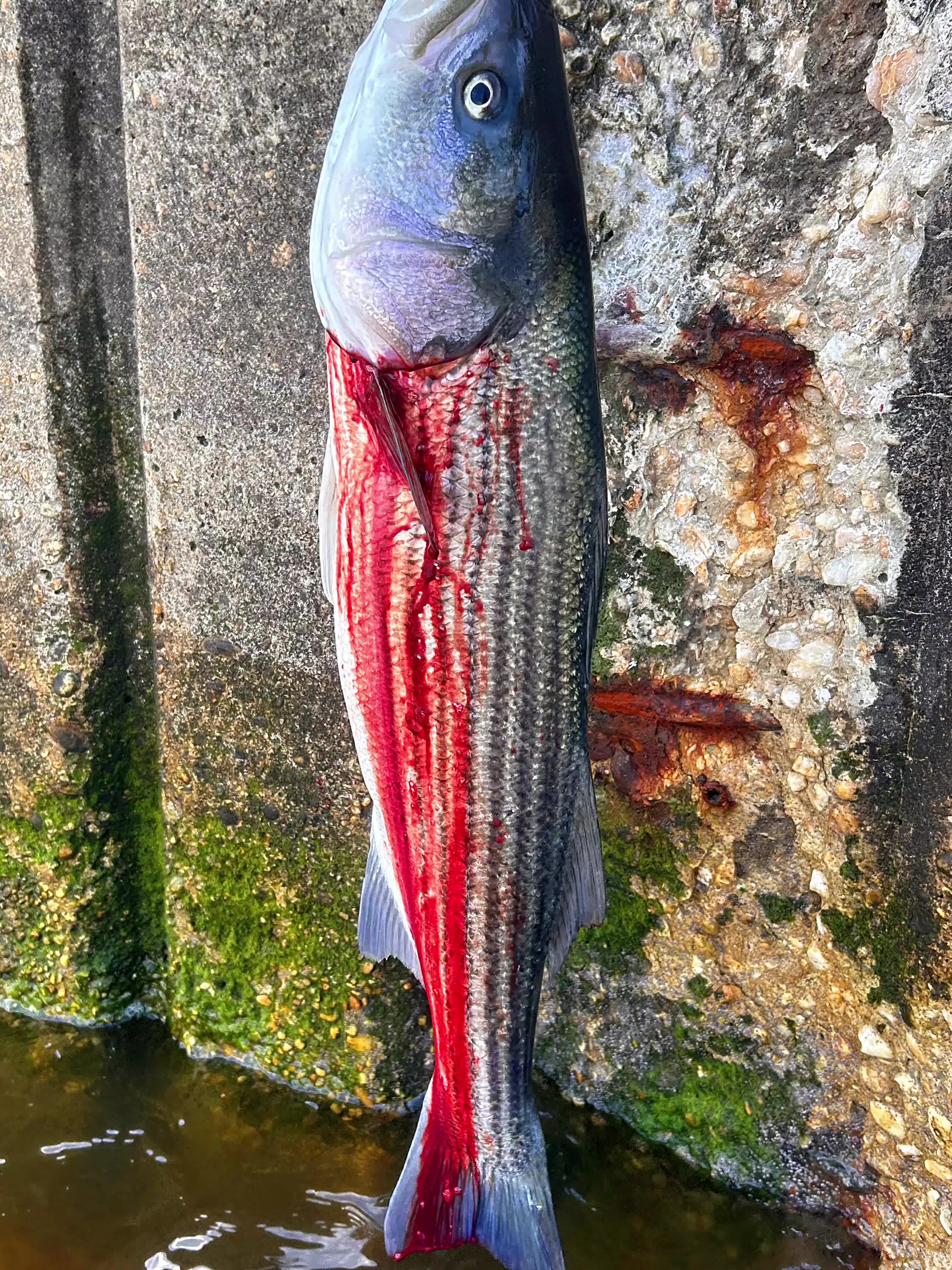 @Pescador Salvadoreño 🎣🦈