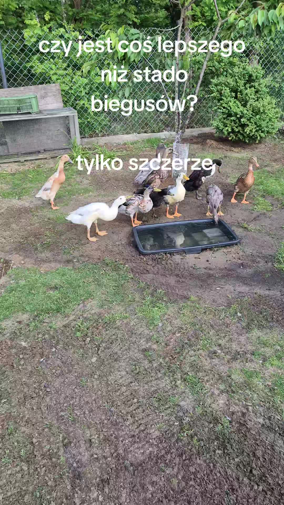 @Michael🇵🇱