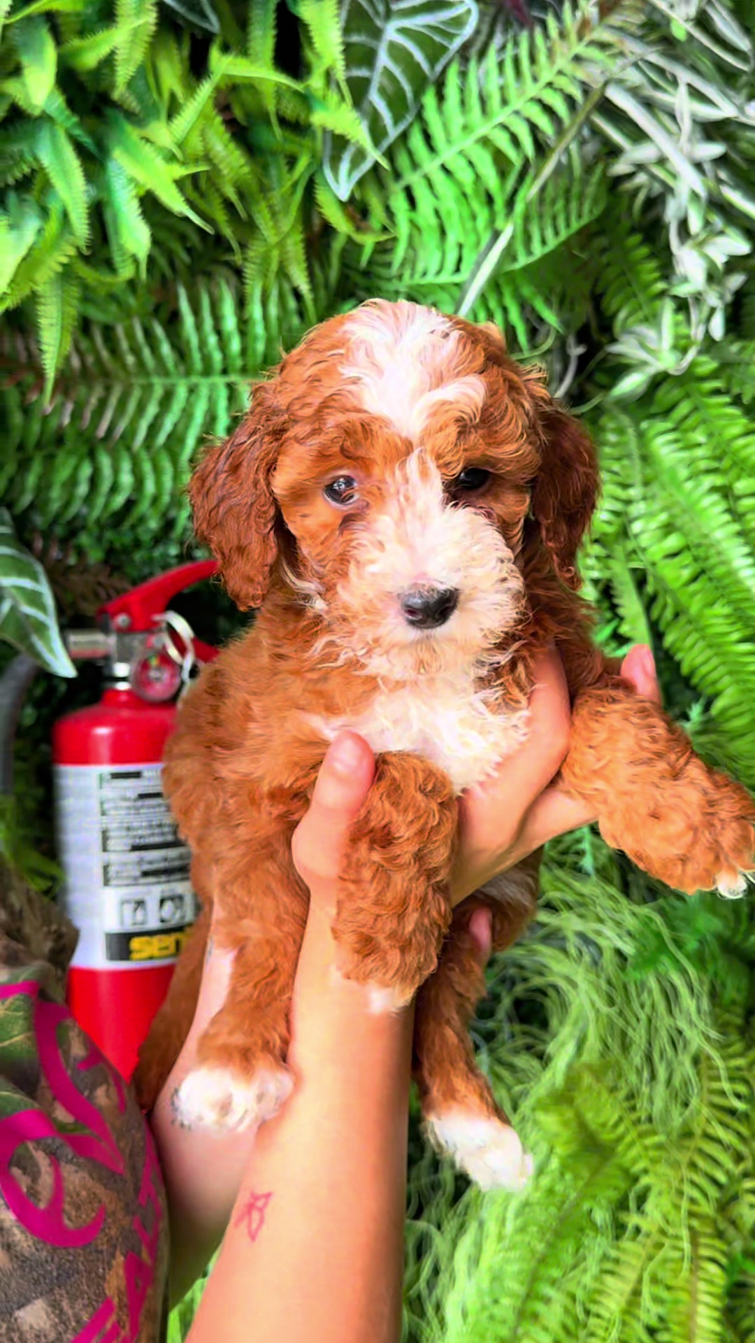 @FurbabyPuppies