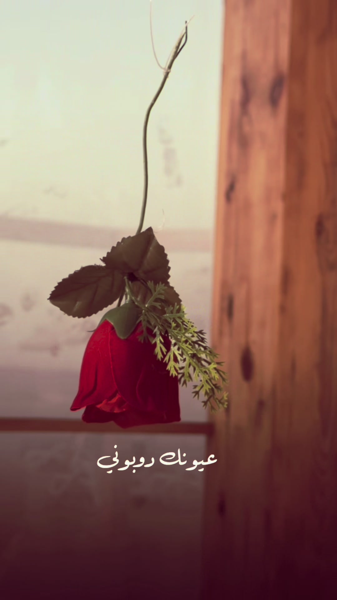 @سُليمه 🦋