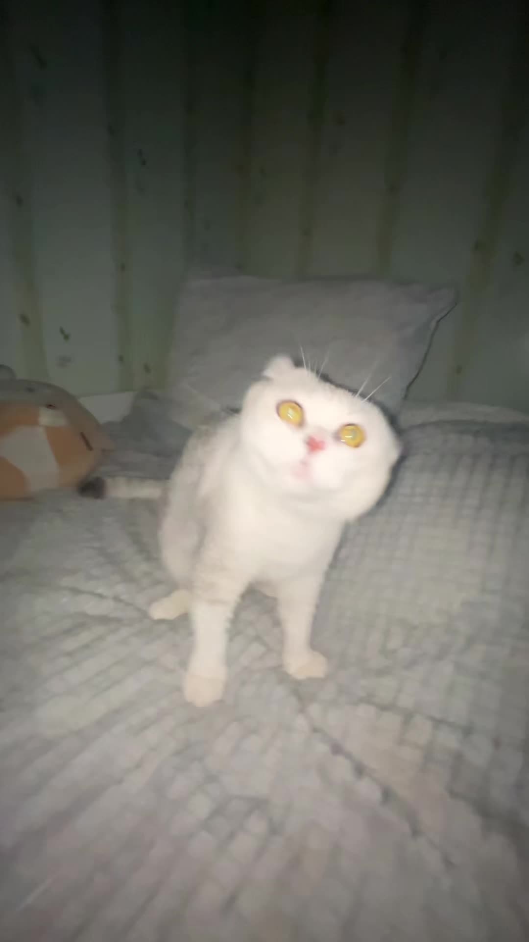 @angelll🪽