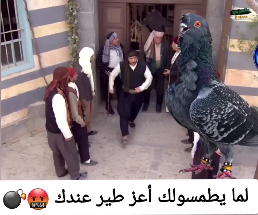 @Pigeons Tv