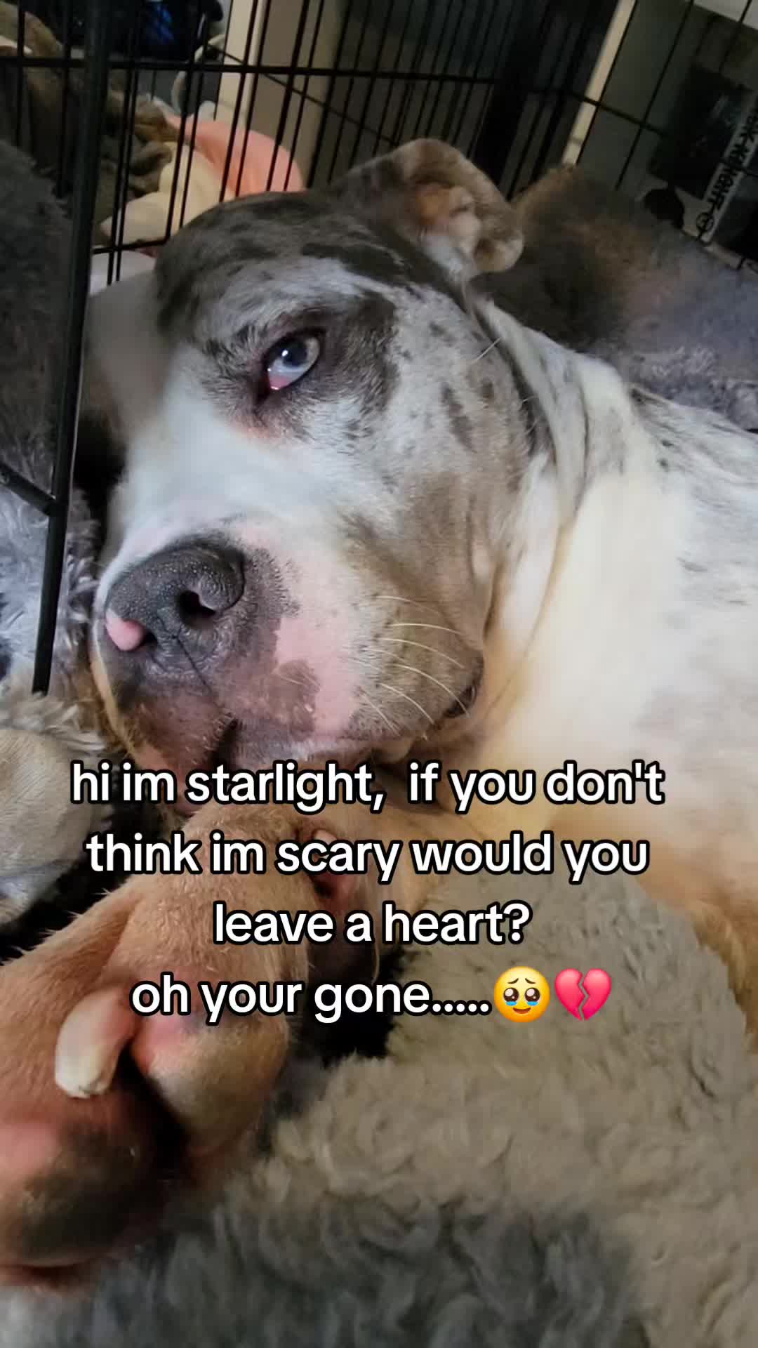 @kirsty+starlight the xl bully