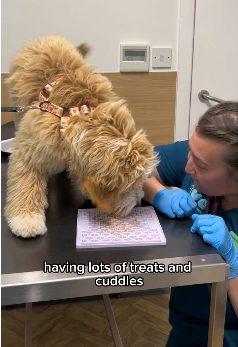 @Lime Trees Vets