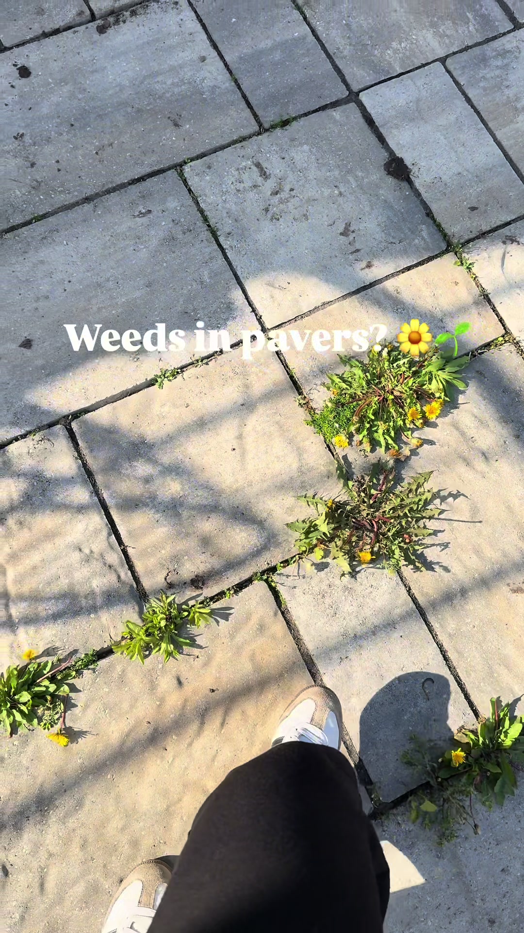 @Drene