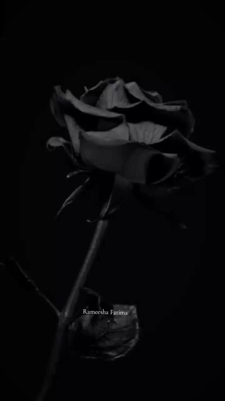 @Rameesha Fatima