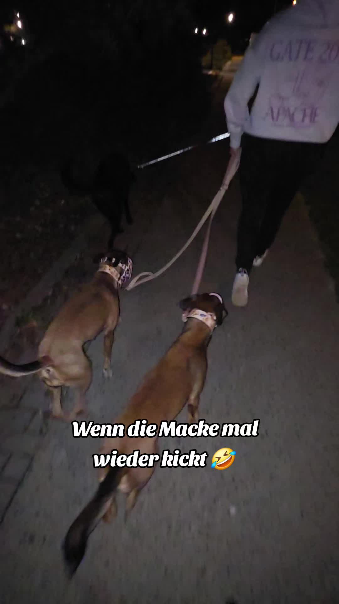 @Staffordshiremix Geschwister🐾