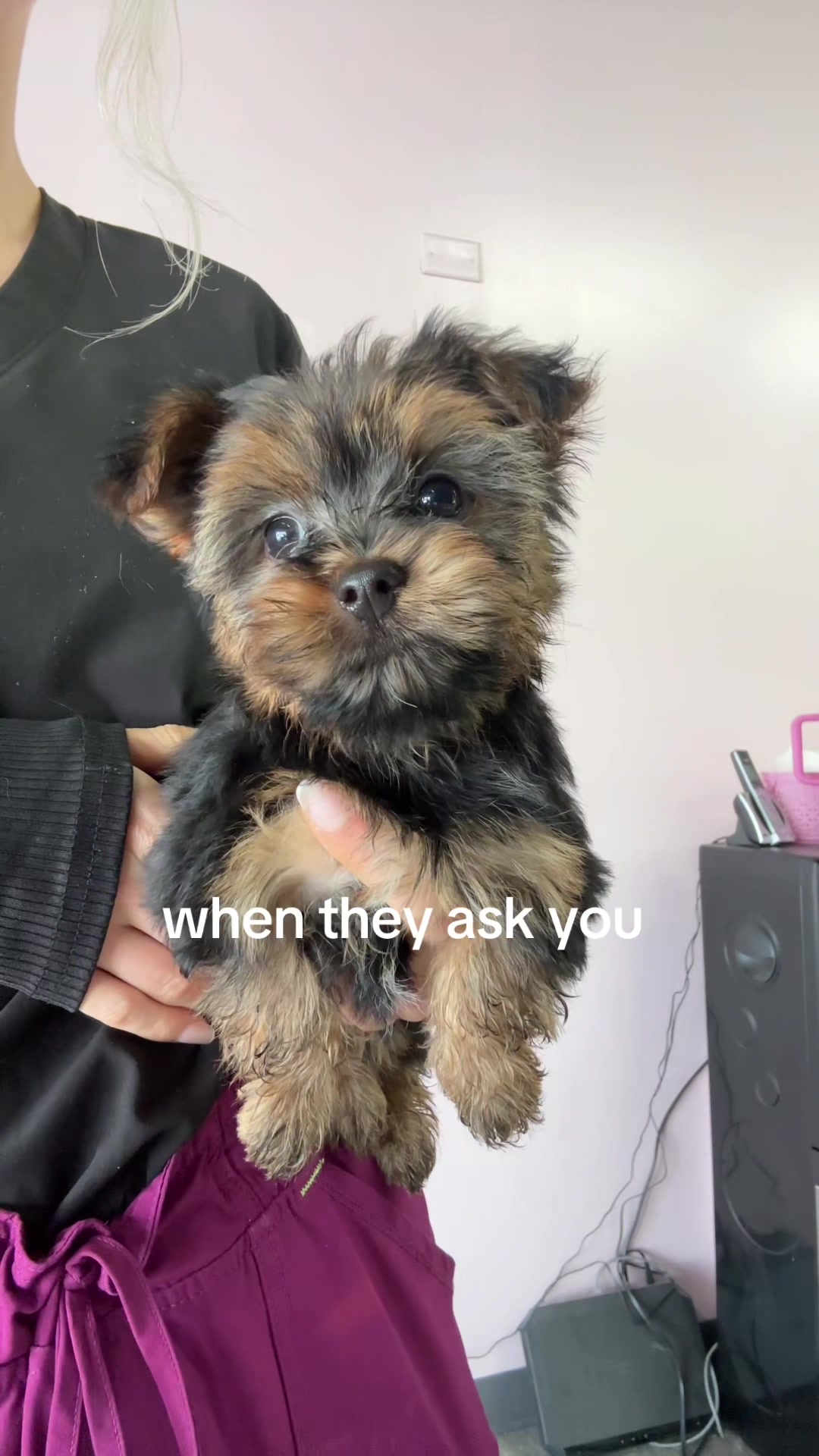 @Furry Babies