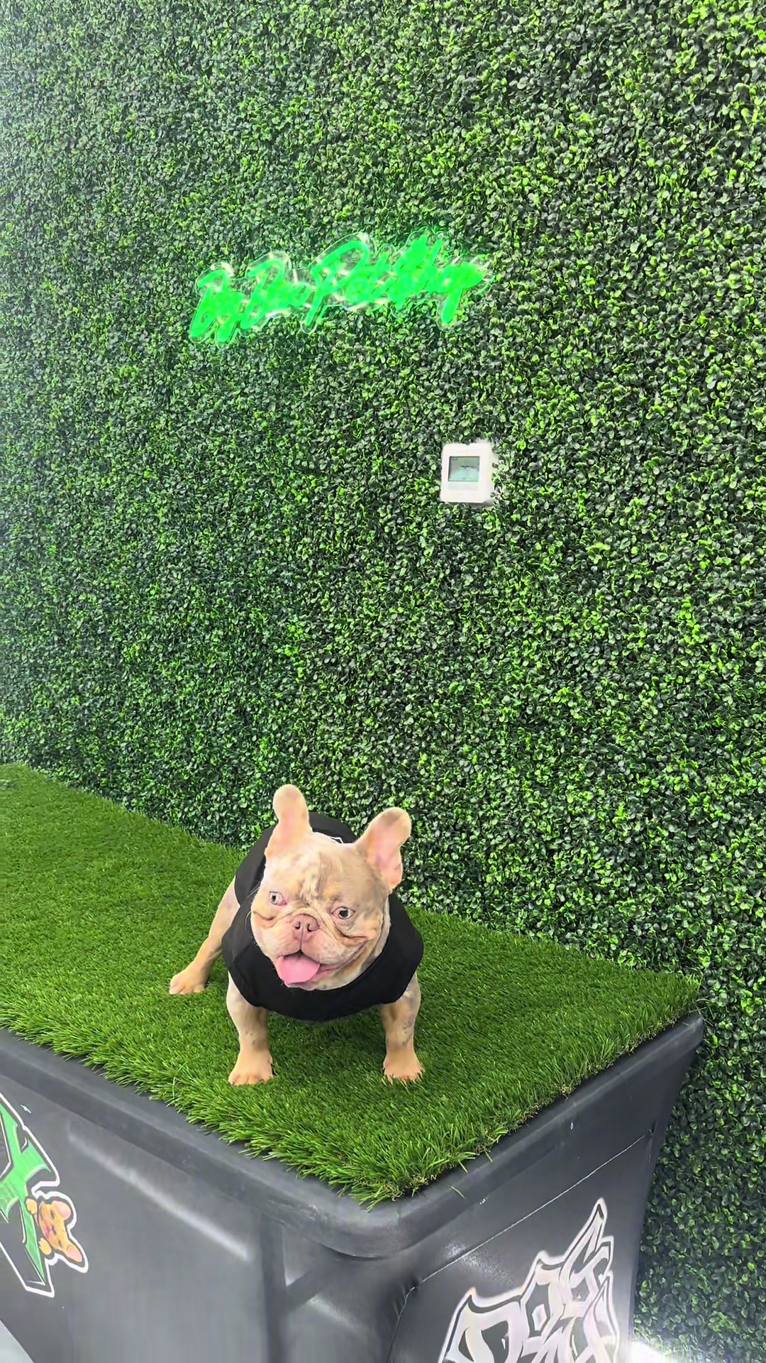 @Luxeaz_frenchies