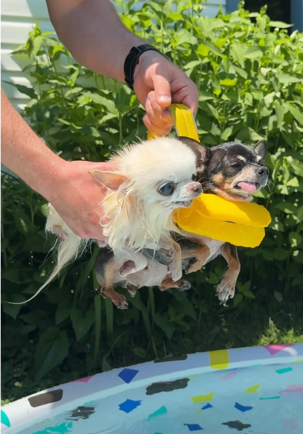 @Tiny Chihuahua Cedric & Maya