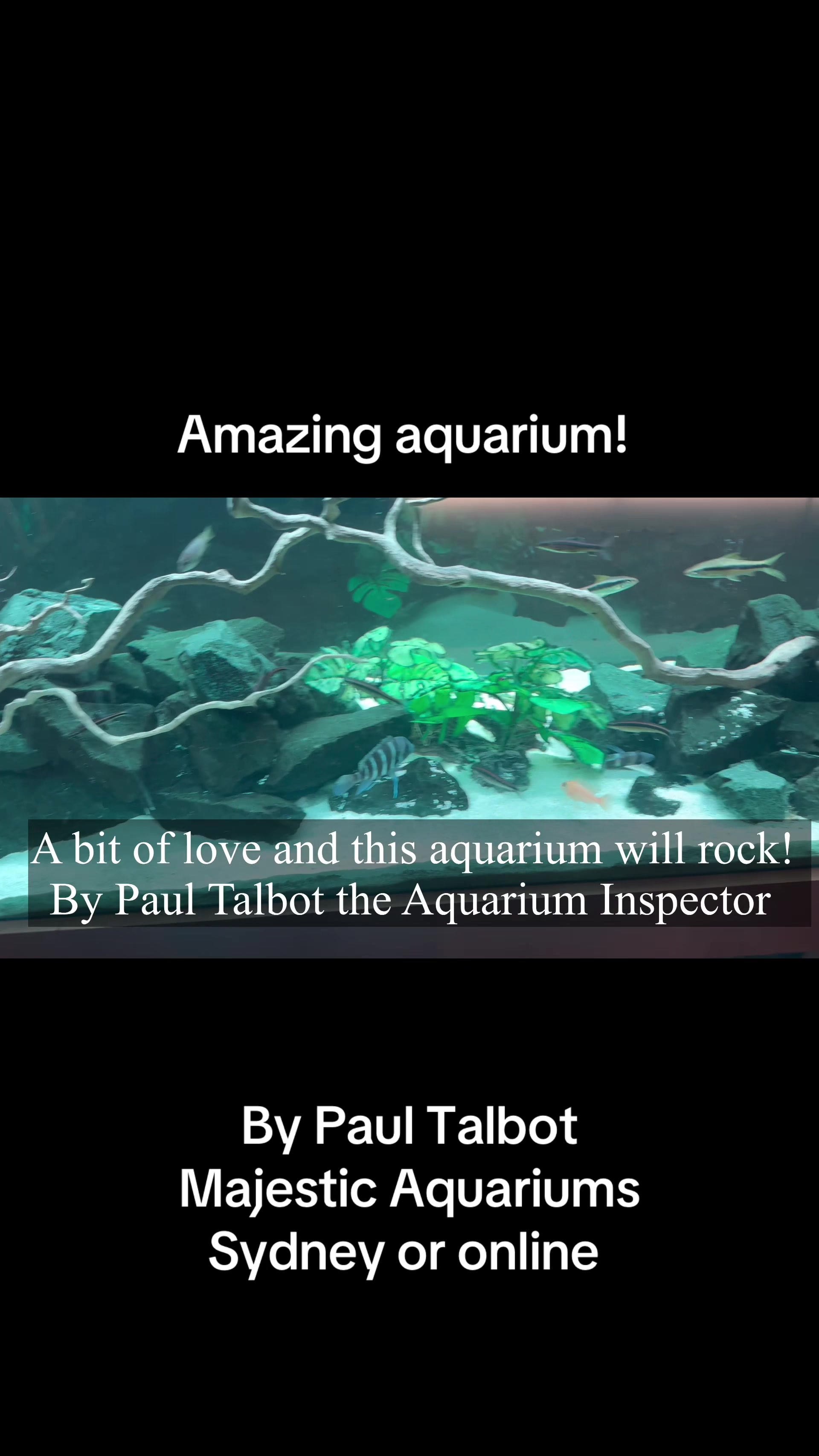 @Majestic Aquariums - Sydney