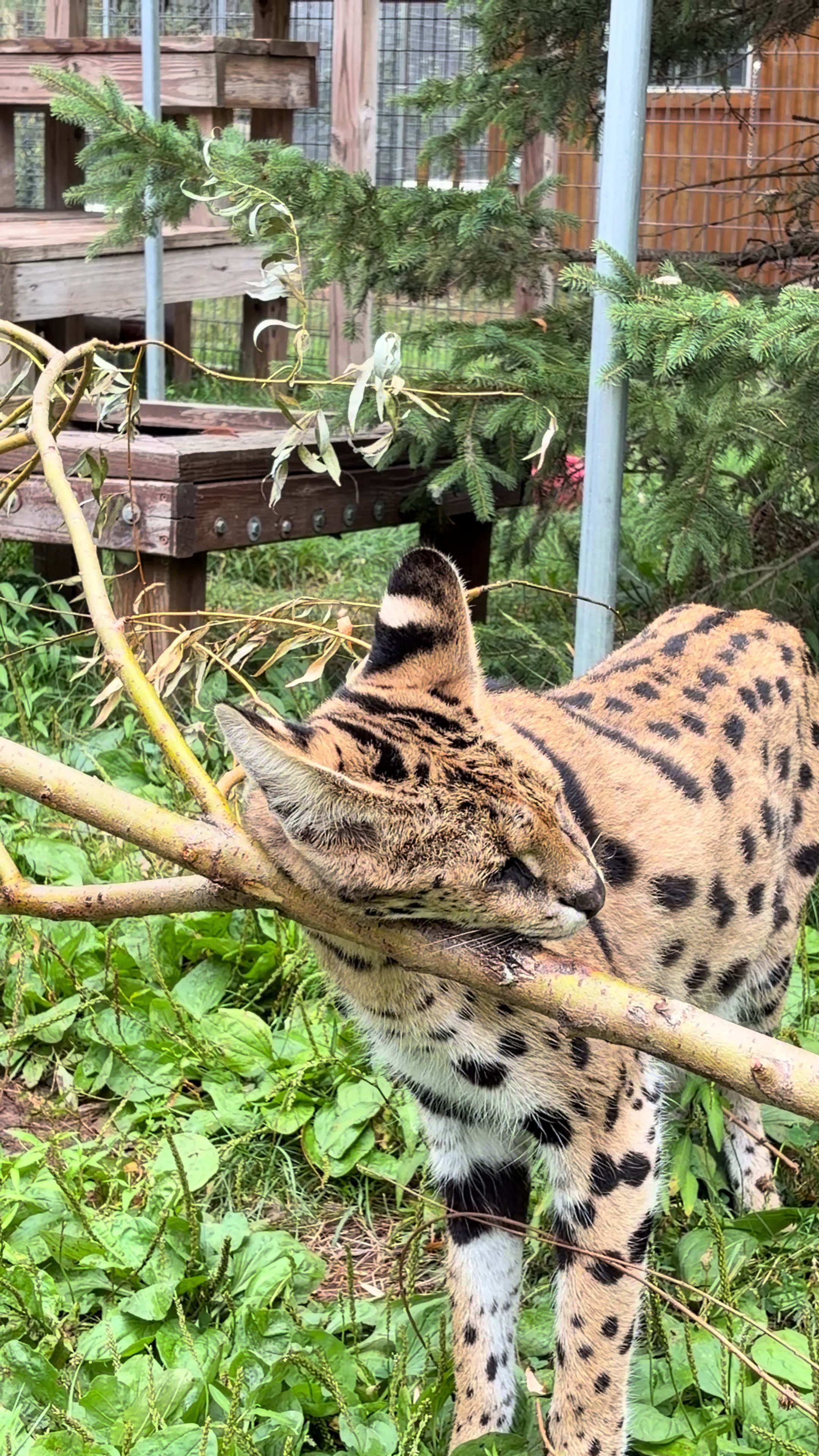 @The Wildcat Sanctuary