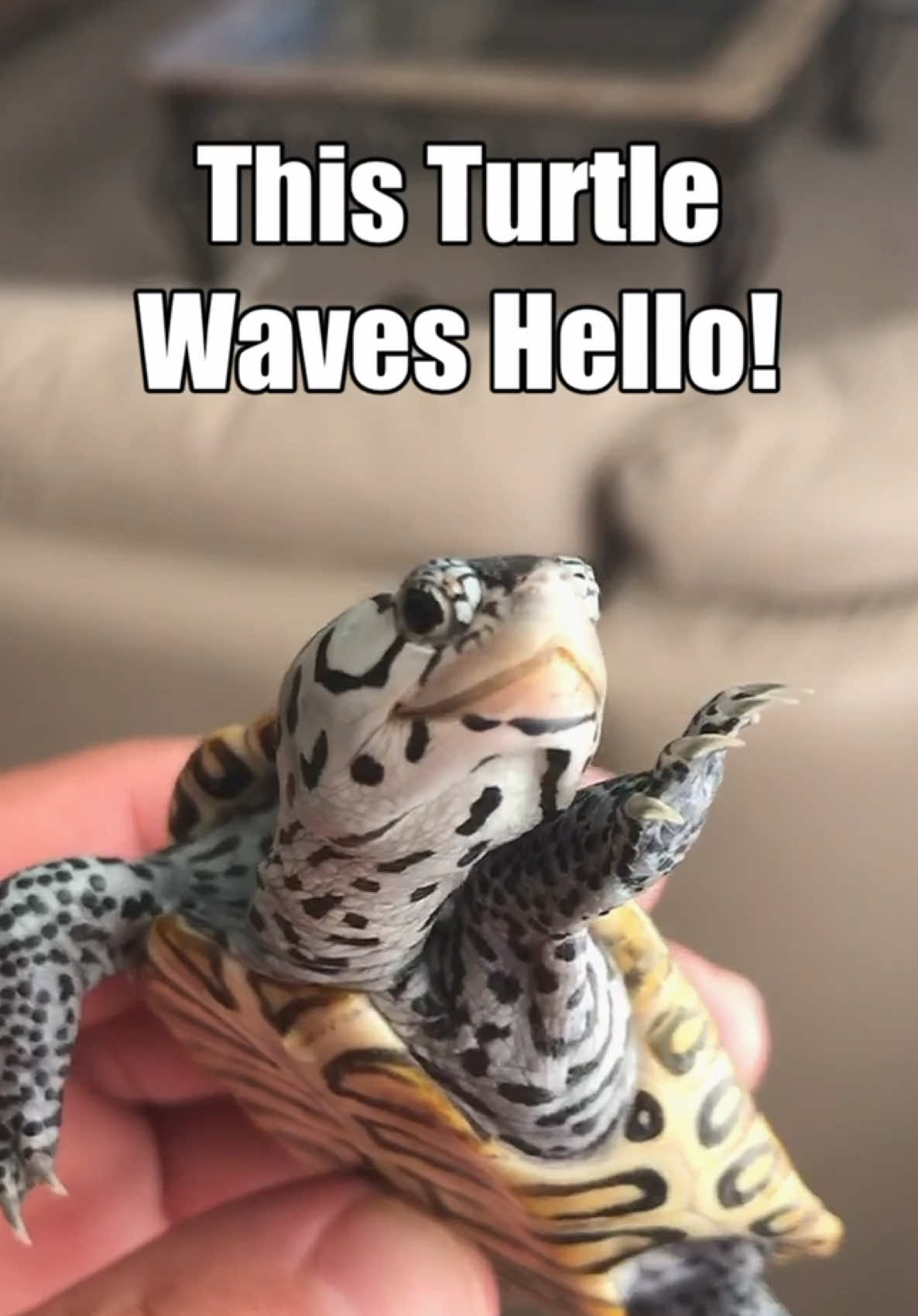 @Tommys_reptiles